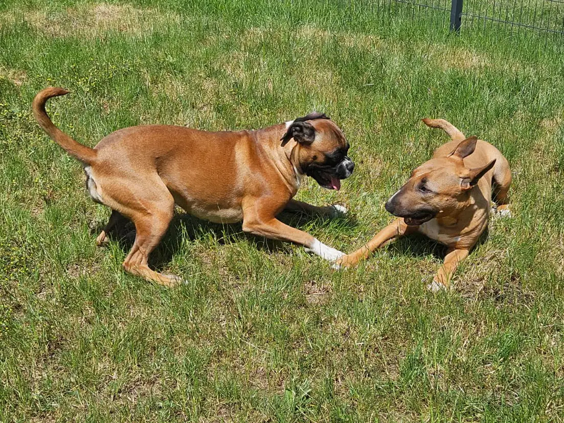 Hunde am AlbMax